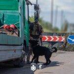 Кінологи Нацгвардії щодня виявляють контрабандну зброю на блокпостах Донеччини